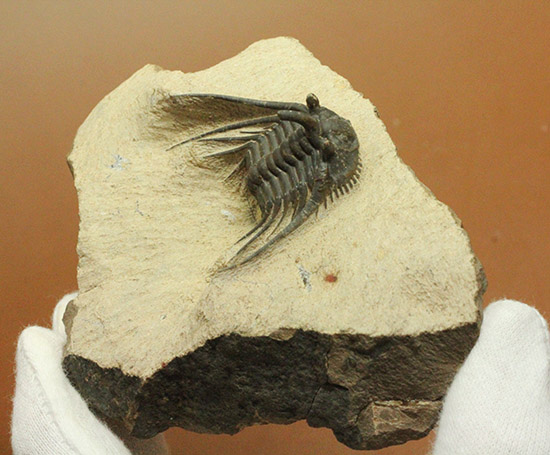 上質品！丁寧なクリーニングが施された三葉虫レオナスピス(Leonaspis sp.) （その9）