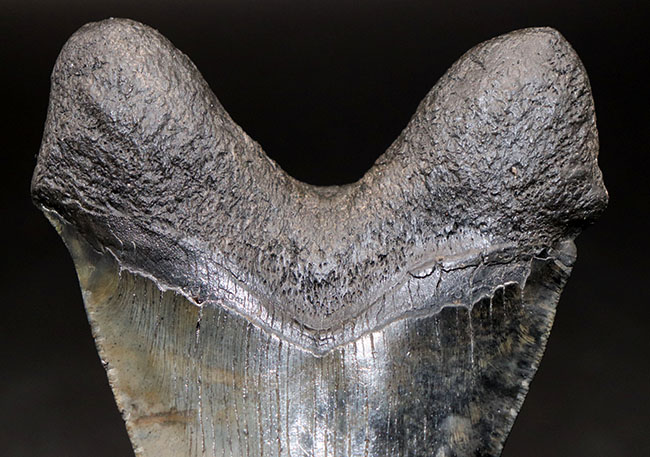 長い方の辺に沿って計測して１４３ミリ！史上最大級の絶滅古代鮫、メガロドン（Carcharodon megalodon）の巨大歯化石（その4）