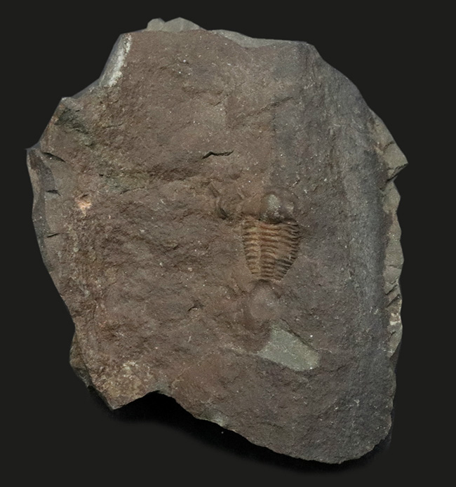 珍しさと愛らしさで密かな人気を博す、カンブリア紀の原始的な三葉虫、エリプソセファルス・ホッフィ（Ellipsocephalus hoffi）の化石（その1）