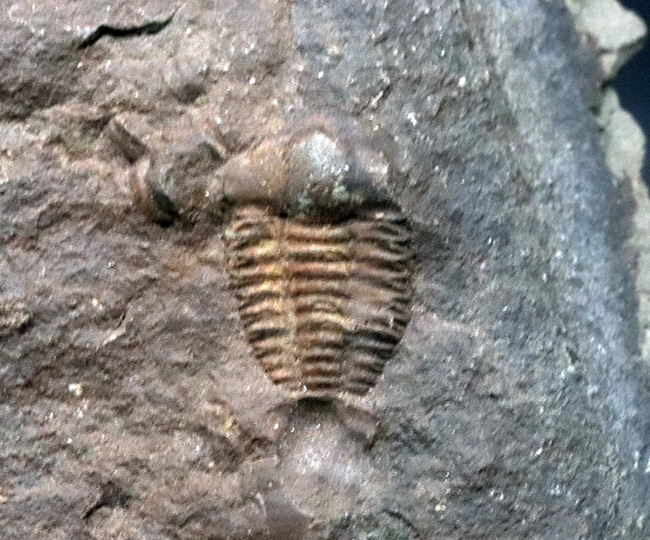 珍しさと愛らしさで密かな人気を博す、カンブリア紀の原始的な三葉虫、エリプソセファルス・ホッフィ（Ellipsocephalus hoffi）の化石（その3）