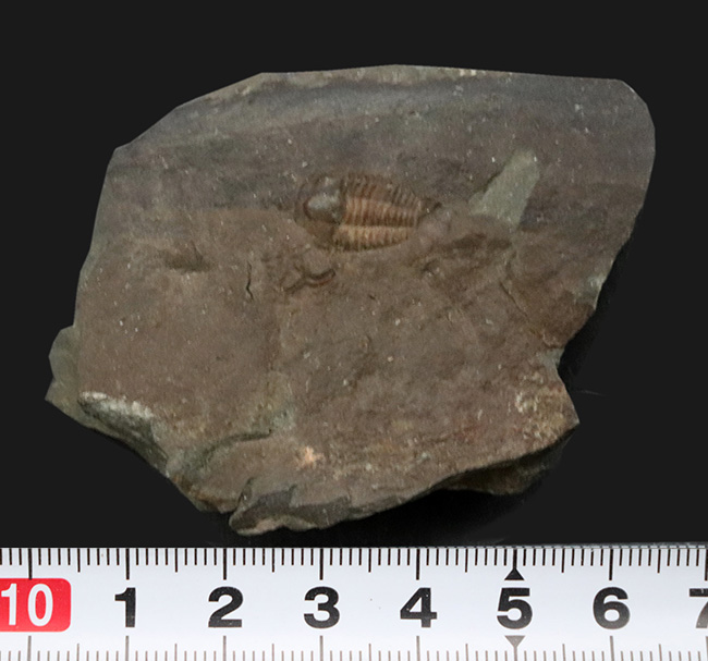 珍しさと愛らしさで密かな人気を博す、カンブリア紀の原始的な三葉虫、エリプソセファルス・ホッフィ（Ellipsocephalus hoffi）の化石（その6）