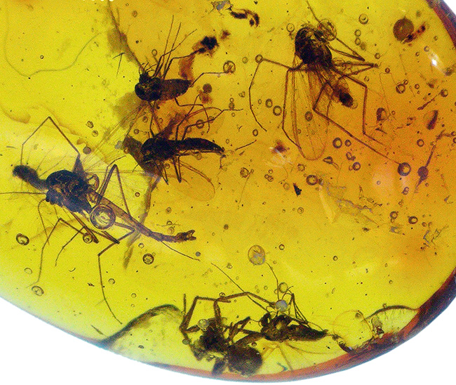 ４０００万年前の世界が１１ミリに凝縮！ユスリカ科の虫とクモを内包したバルト海産琥珀（Amber）（その1）