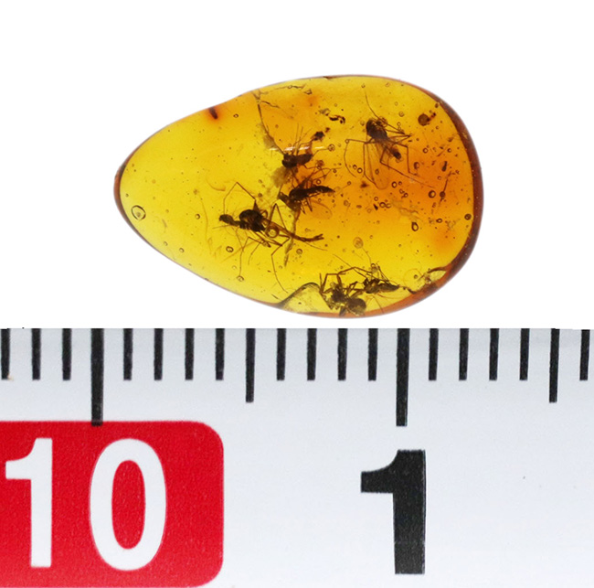４０００万年前の世界が１１ミリに凝縮！ユスリカ科の虫とクモを内包したバルト海産琥珀（Amber）（その10）