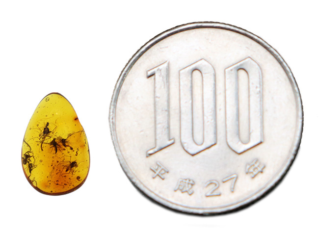 4000万年前の世界が11ミリに凝縮!ユスリカ科の虫とクモを内包したバルト海産琥珀(Amber)(その11)