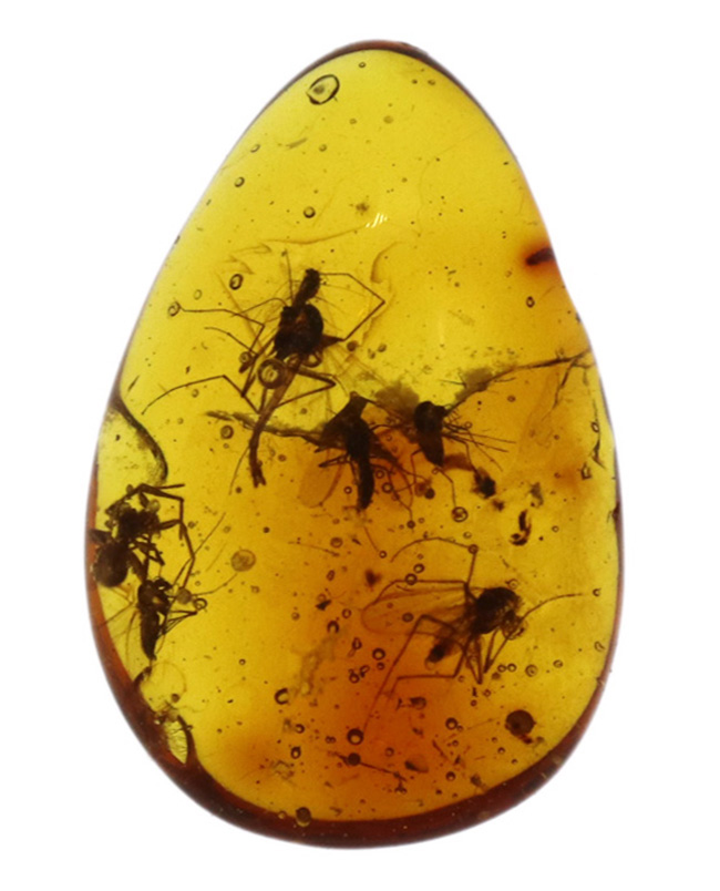 ４０００万年前の世界が１１ミリに凝縮！ユスリカ科の虫とクモを内包したバルト海産琥珀（Amber）（その2）