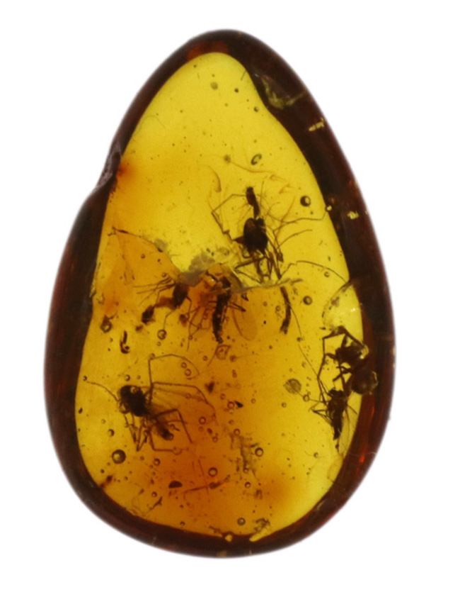 4000万年前の世界が11ミリに凝縮!ユスリカ科の虫とクモを内包したバルト海産琥珀(Amber)(その3)