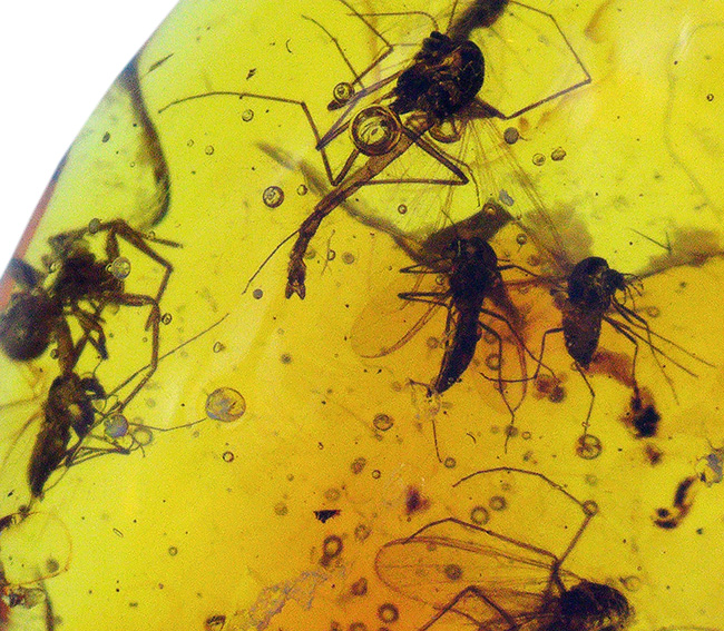 ４０００万年前の世界が１１ミリに凝縮！ユスリカ科の虫とクモを内包したバルト海産琥珀（Amber）（その4）