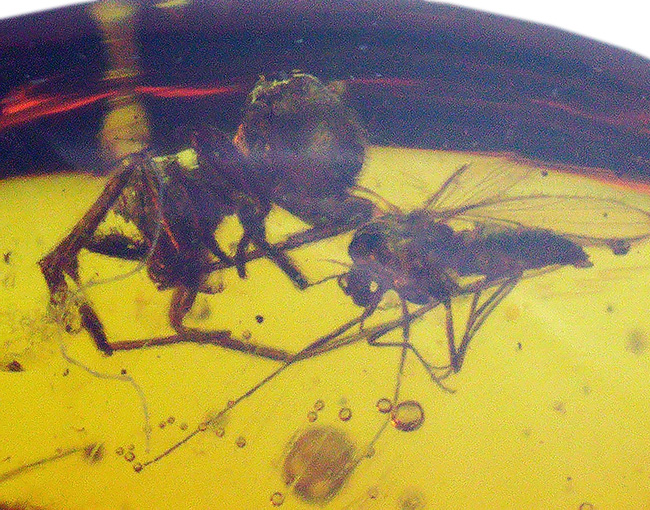 ４０００万年前の世界が１１ミリに凝縮！ユスリカ科の虫とクモを内包したバルト海産琥珀（Amber）（その5）