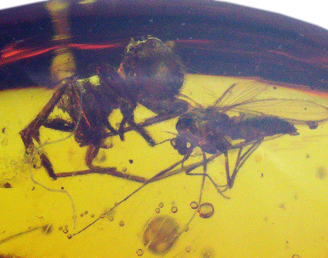 4000万年前の世界が11ミリに凝縮!ユスリカ科の虫とクモを内包したバルト海産琥珀(Amber)(その5)