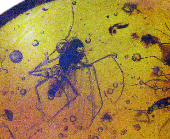 ４０００万年前の世界が１１ミリに凝縮！ユスリカ科の虫とクモを内包したバルト海産琥珀（Amber）（その6）