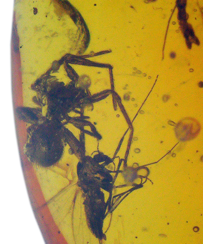 4000万年前の世界が11ミリに凝縮!ユスリカ科の虫とクモを内包したバルト海産琥珀(Amber)(その7)