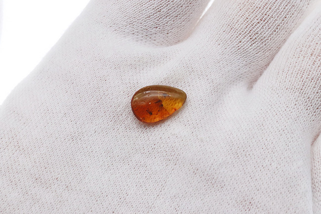 4000万年前の世界が11ミリに凝縮!ユスリカ科の虫とクモを内包したバルト海産琥珀(Amber)(その8)
