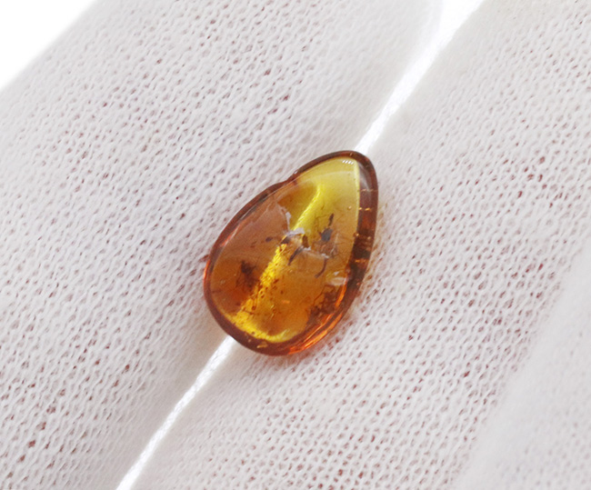 ４０００万年前の世界が１１ミリに凝縮！ユスリカ科の虫とクモを内包したバルト海産琥珀（Amber）（その9）