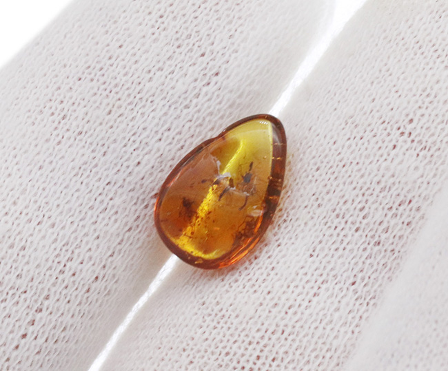 4000万年前の世界が11ミリに凝縮!ユスリカ科の虫とクモを内包したバルト海産琥珀(Amber)(その9)