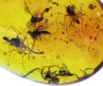 ４０００万年前の世界が１１ミリに凝縮！ユスリカ科の虫とクモを内包したバルト海産琥珀（Amber）