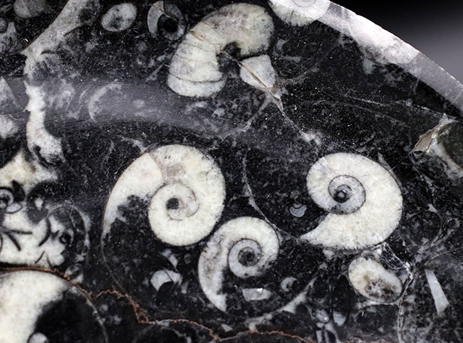 人気の皿型化石！ゴニアタイトやオルソセラスを使ったマルチプレート標本（その3）