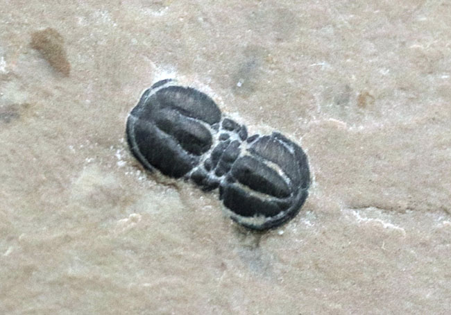 上質！古生代カンブリア紀の一時期にのみ現れた一風変わった三葉虫、ペロノプシス（Peronopsis interstrictus）の化石（その5）