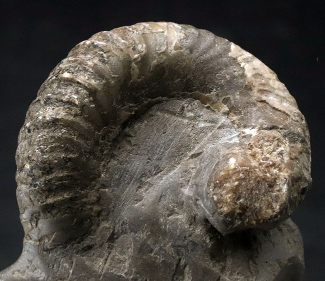 北海道産！希少な異常巻きを含む多数のアンモナイトが同居した群集化石（その3）
