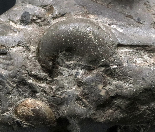北海道産！希少な異常巻きを含む多数のアンモナイトが同居した群集化石（その5）