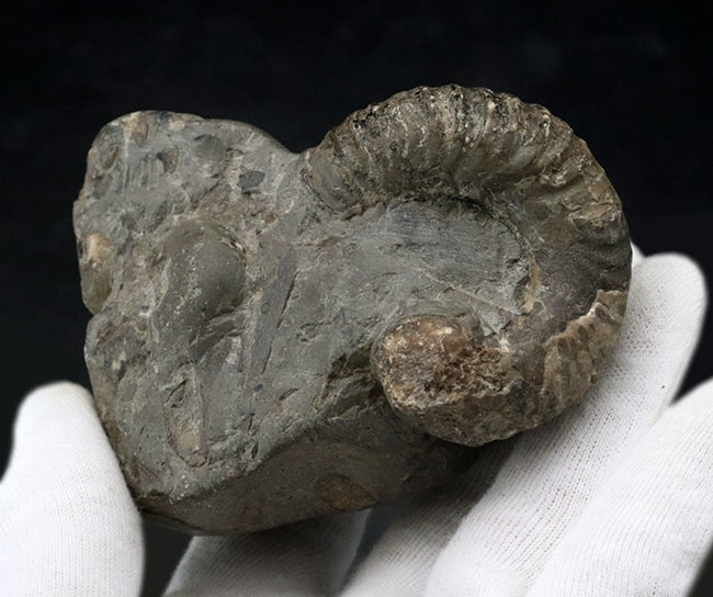 北海道産！希少な異常巻きを含む多数のアンモナイトが同居した群集化石（その7）