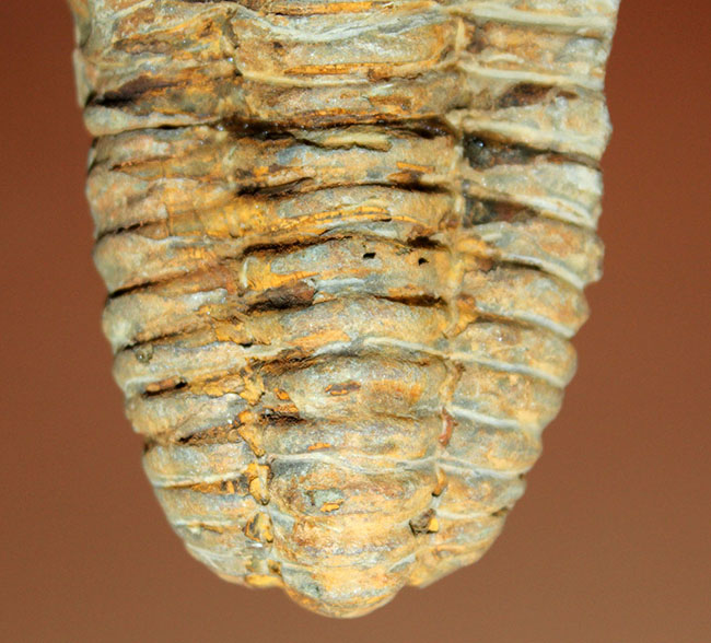 芋虫型の三葉虫、ディアカリメネ(Diacalymene sp.)(その4)