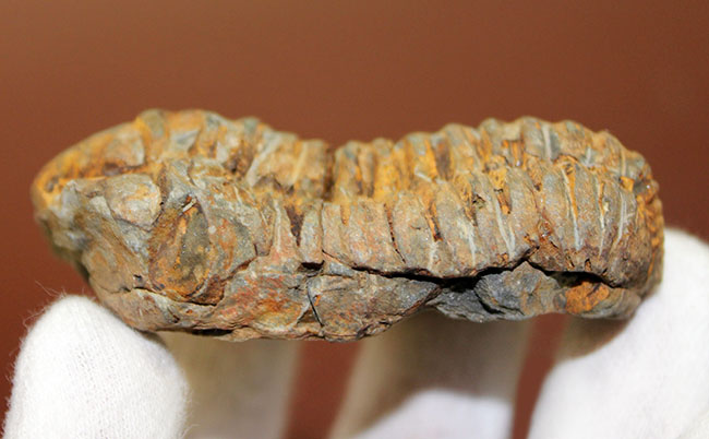 芋虫型の三葉虫、ディアカリメネ(Diacalymene sp.)(その6)