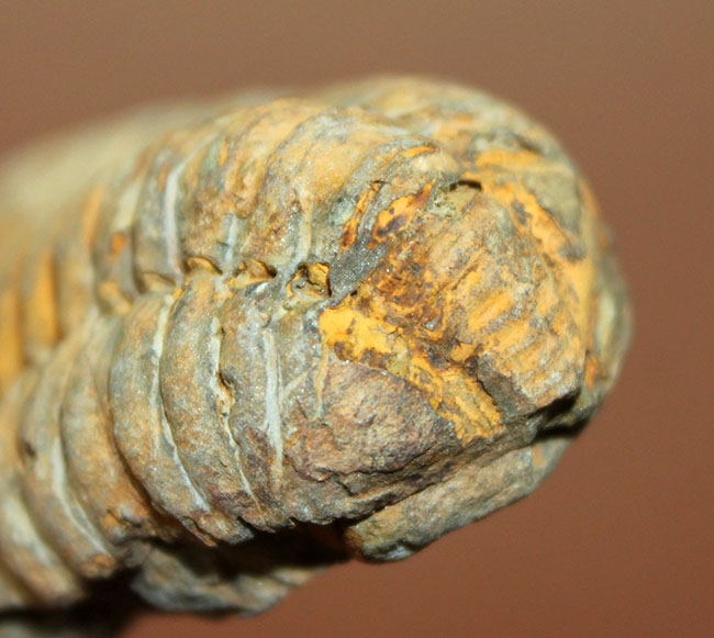 芋虫型の三葉虫、ディアカリメネ(Diacalymene sp.)(その8)