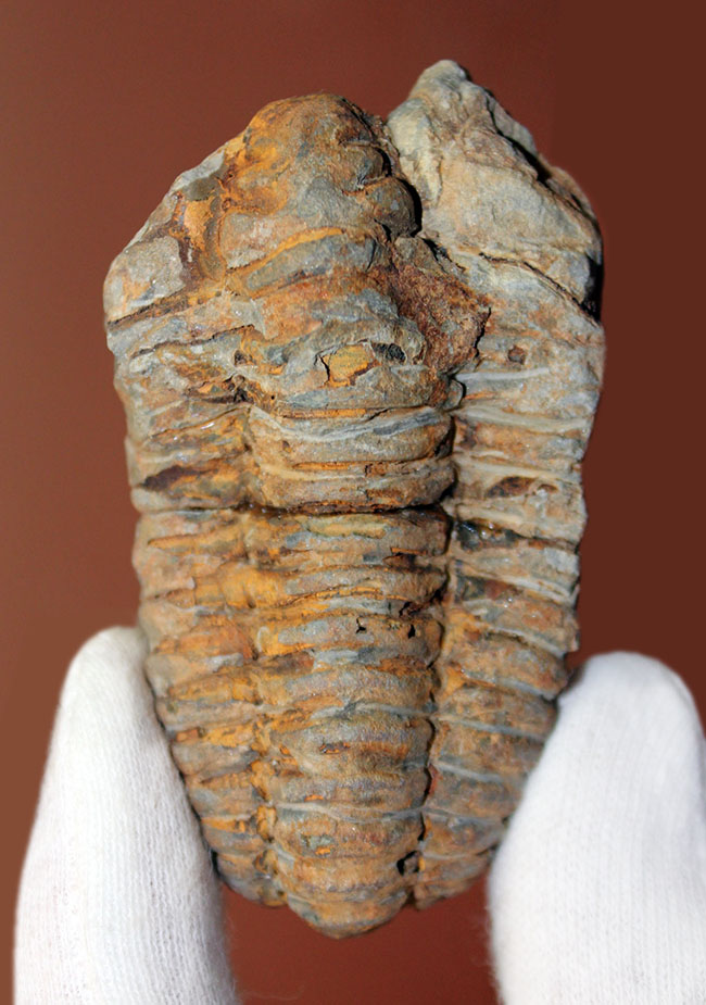 芋虫型の三葉虫、ディアカリメネ(Diacalymene sp.)(その9)