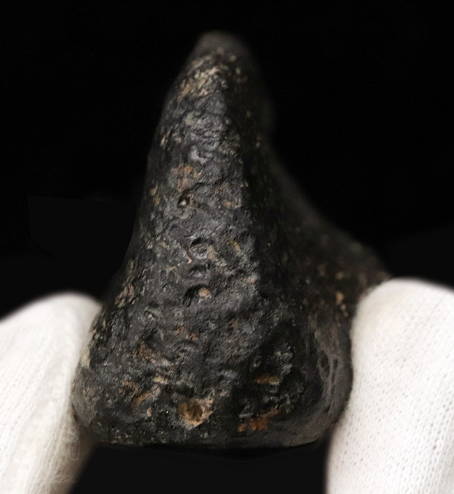 ベリーベリーレア!モリソンブラック!希少なジュラ紀の有名恐竜、ステゴサウルス(Stegosaurus)のプレート(骨板)の化石(その9)