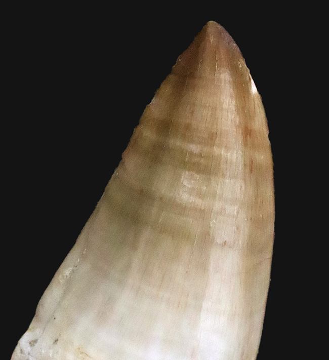 厳選美品！白亜紀後期の海のキング、モササウルス（Mosasaurus）歯化石（その2）