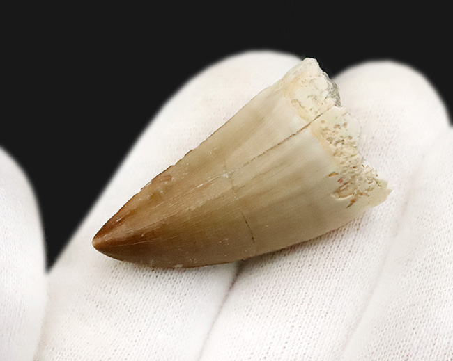 厳選美品！白亜紀後期の海のキング、モササウルス（Mosasaurus）歯化石（その3）