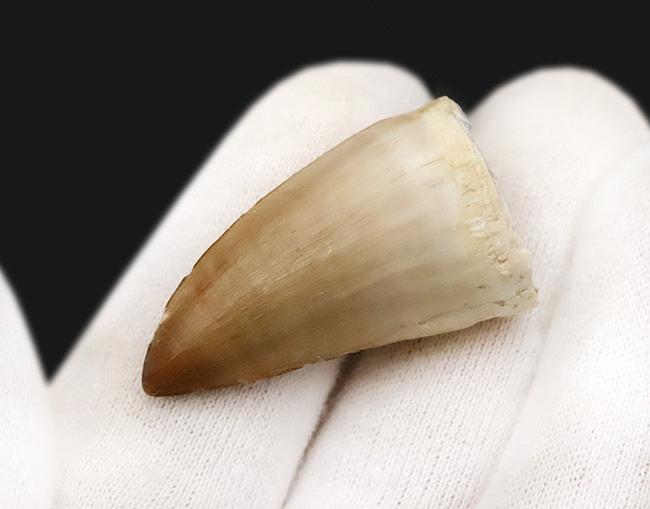 厳選美品！白亜紀後期の海のキング、モササウルス（Mosasaurus）歯化石（その4）