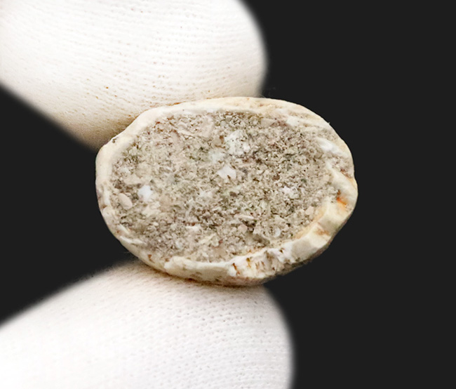 厳選美品！白亜紀後期の海のキング、モササウルス（Mosasaurus）歯化石（その5）