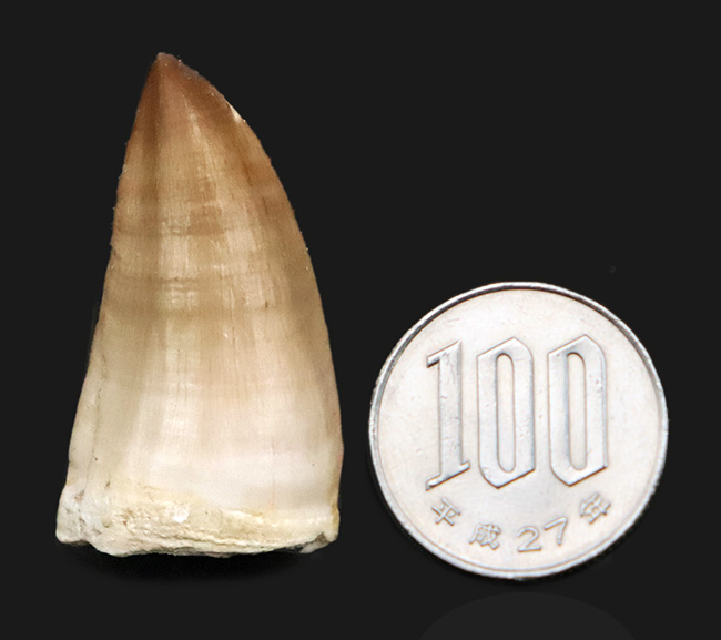 厳選美品！白亜紀後期の海のキング、モササウルス（Mosasaurus）歯化石（その7）