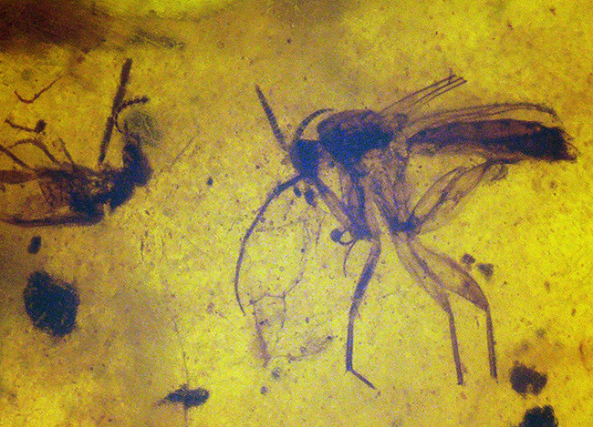 大きい、26ミリ級！琥珀の中にダイブしよう！見どころ満載！多数の虫や植物片を内包したミャンマー産琥珀、バーマイト（Burmite）（その1）