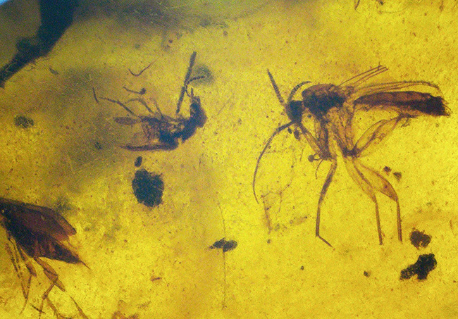 大きい、26ミリ級！琥珀の中にダイブしよう！見どころ満載！多数の虫や植物片を内包したミャンマー産琥珀、バーマイト（Burmite）（その11）