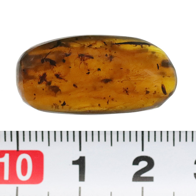 大きい、26ミリ級！琥珀の中にダイブしよう！見どころ満載！多数の虫や植物片を内包したミャンマー産琥珀、バーマイト（Burmite）（その12）