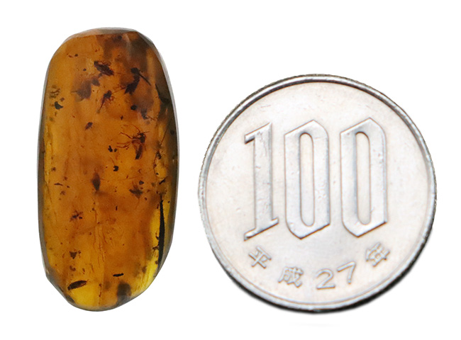 大きい、26ミリ級！琥珀の中にダイブしよう！見どころ満載！多数の虫や植物片を内包したミャンマー産琥珀、バーマイト（Burmite）（その13）