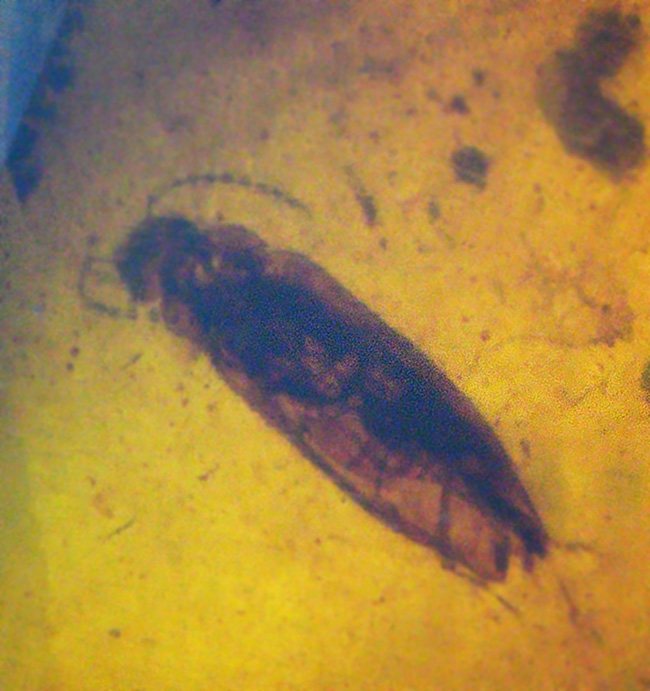 大きい、26ミリ級！琥珀の中にダイブしよう！見どころ満載！多数の虫や植物片を内包したミャンマー産琥珀、バーマイト（Burmite）（その2）
