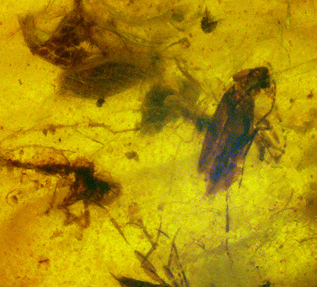 大きい、26ミリ級！琥珀の中にダイブしよう！見どころ満載！多数の虫や植物片を内包したミャンマー産琥珀、バーマイト（Burmite）（その3）