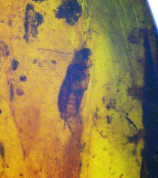 大きい、26ミリ級！琥珀の中にダイブしよう！見どころ満載！多数の虫や植物片を内包したミャンマー産琥珀、バーマイト（Burmite）（その8）