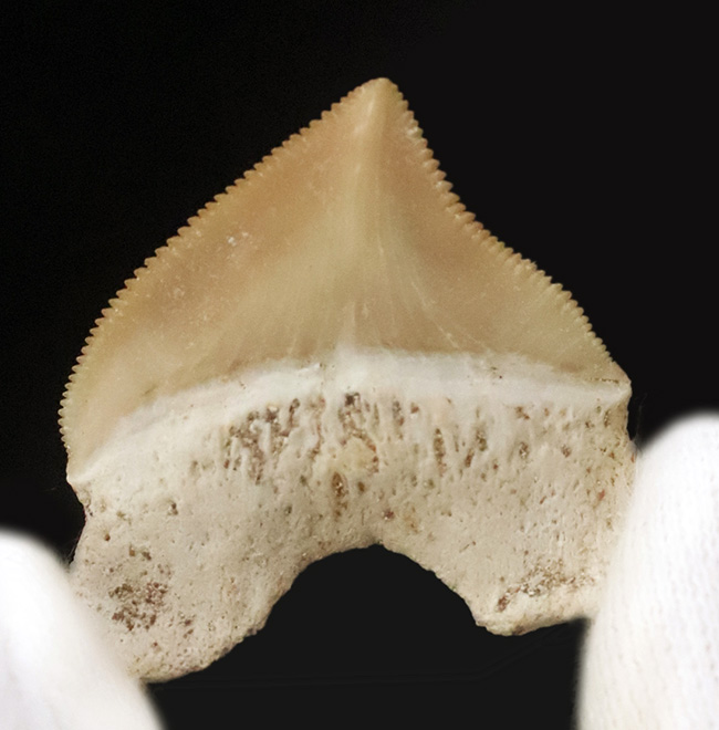 白亜紀の海を生き抜いたスカベンジャーシャーク！スクアリコラックス（Squalicorax）の上質な歯化石（その2）