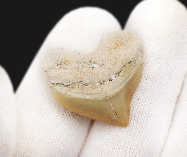 白亜紀の海を生き抜いたスカベンジャーシャーク！スクアリコラックス（Squalicorax）の上質な歯化石（その3）