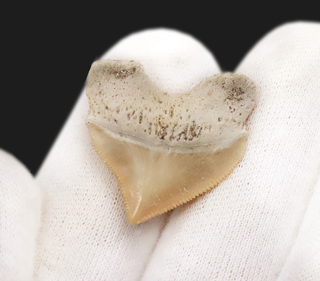 白亜紀の海を生き抜いたスカベンジャーシャーク！スクアリコラックス（Squalicorax）の上質な歯化石（その4）