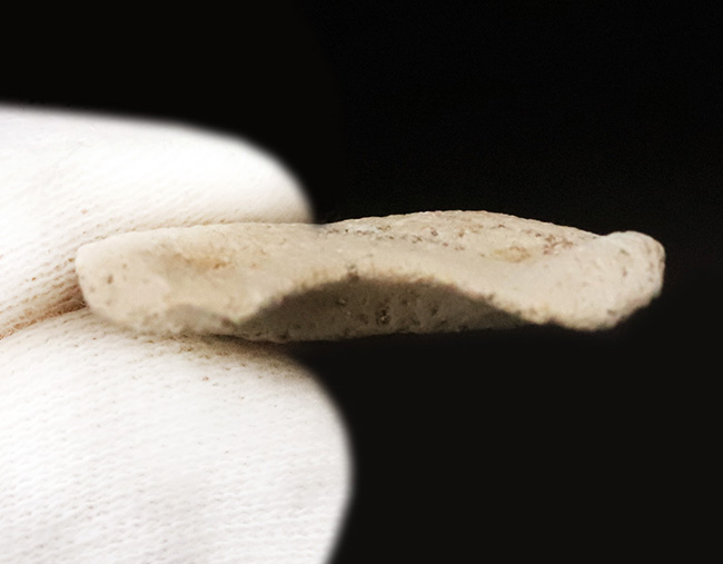 白亜紀の海を生き抜いたスカベンジャーシャーク！スクアリコラックス（Squalicorax）の上質な歯化石（その5）