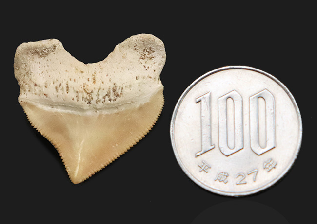 白亜紀の海を生き抜いたスカベンジャーシャーク！スクアリコラックス（Squalicorax）の上質な歯化石（その7）