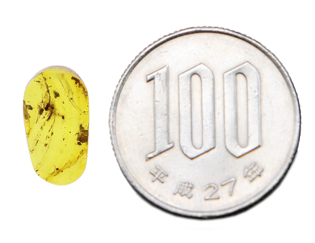 蜂蜜色の小宇宙！顕微鏡で覗いてみよう、白亜紀の琥珀、バーマイト（Burmite）（その10）