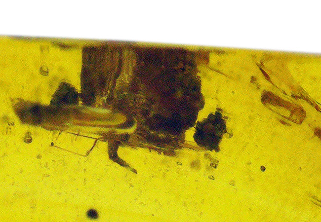 蜂蜜色の小宇宙！顕微鏡で覗いてみよう、白亜紀の琥珀、バーマイト（Burmite）（その4）
