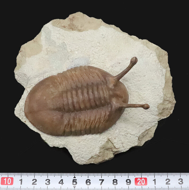 大人気！【大型＆上質＆高いシンメトリー】「ロングアイ」こと、アサフス・コワレフスキー（Asaphus kowalewskii）（その10）