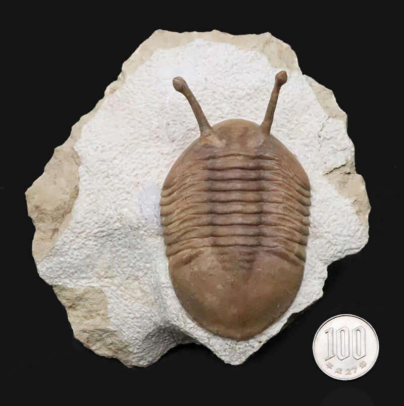 大人気！【大型＆上質＆高いシンメトリー】「ロングアイ」こと、アサフス・コワレフスキー（Asaphus kowalewskii）（その11）